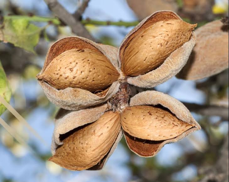 Blanched Sliced Almonds, 25 Pounds V540