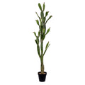 Green Potted Cactus G413955