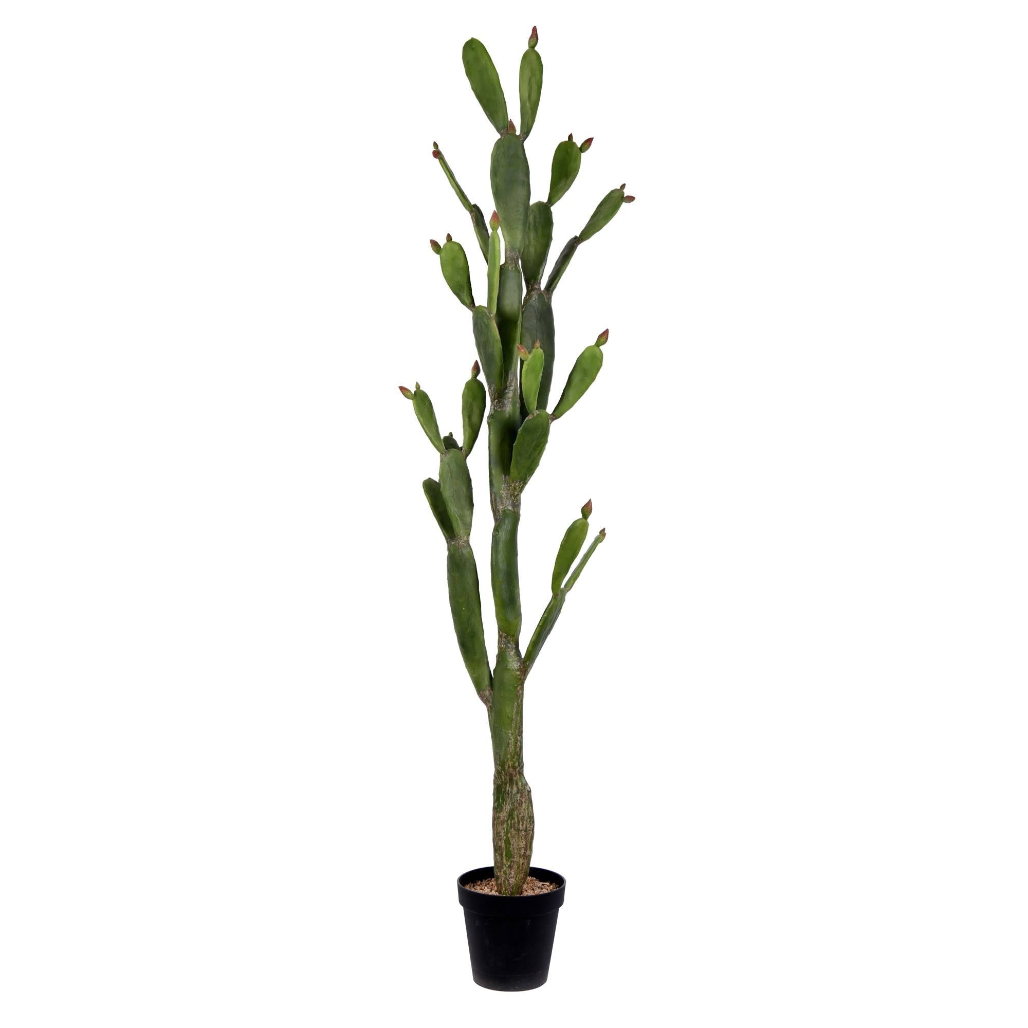 Green Potted Cactus G413955