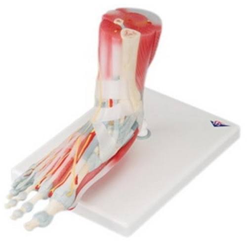 Anatomical Model Foot Skeleton with Ligaments & Muscles Q626