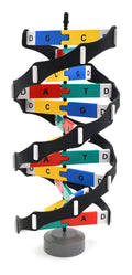 18 inch DNA Model Kit on Rotating Base C12251